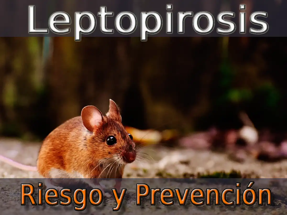 Riesgo Y Prevención De La Leptopirosis