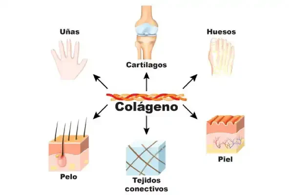 Beneficios(El Colágeno)