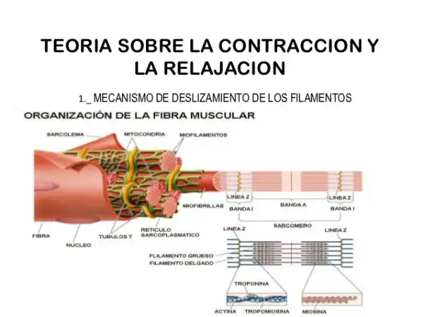 Contracción-Muscular-Introducción