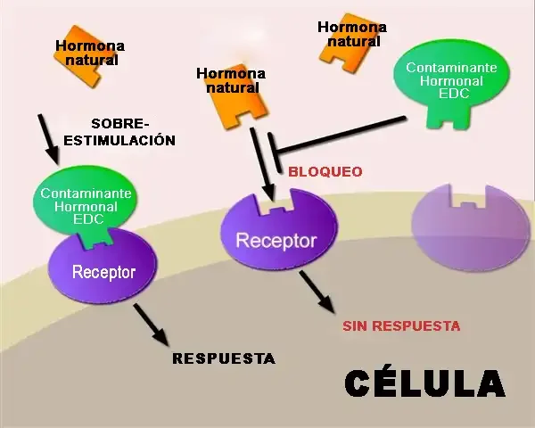 Disruptores_Endocrinos (Trastornos Hormonales)