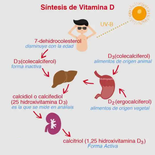 Síntesis-Vitamina-D